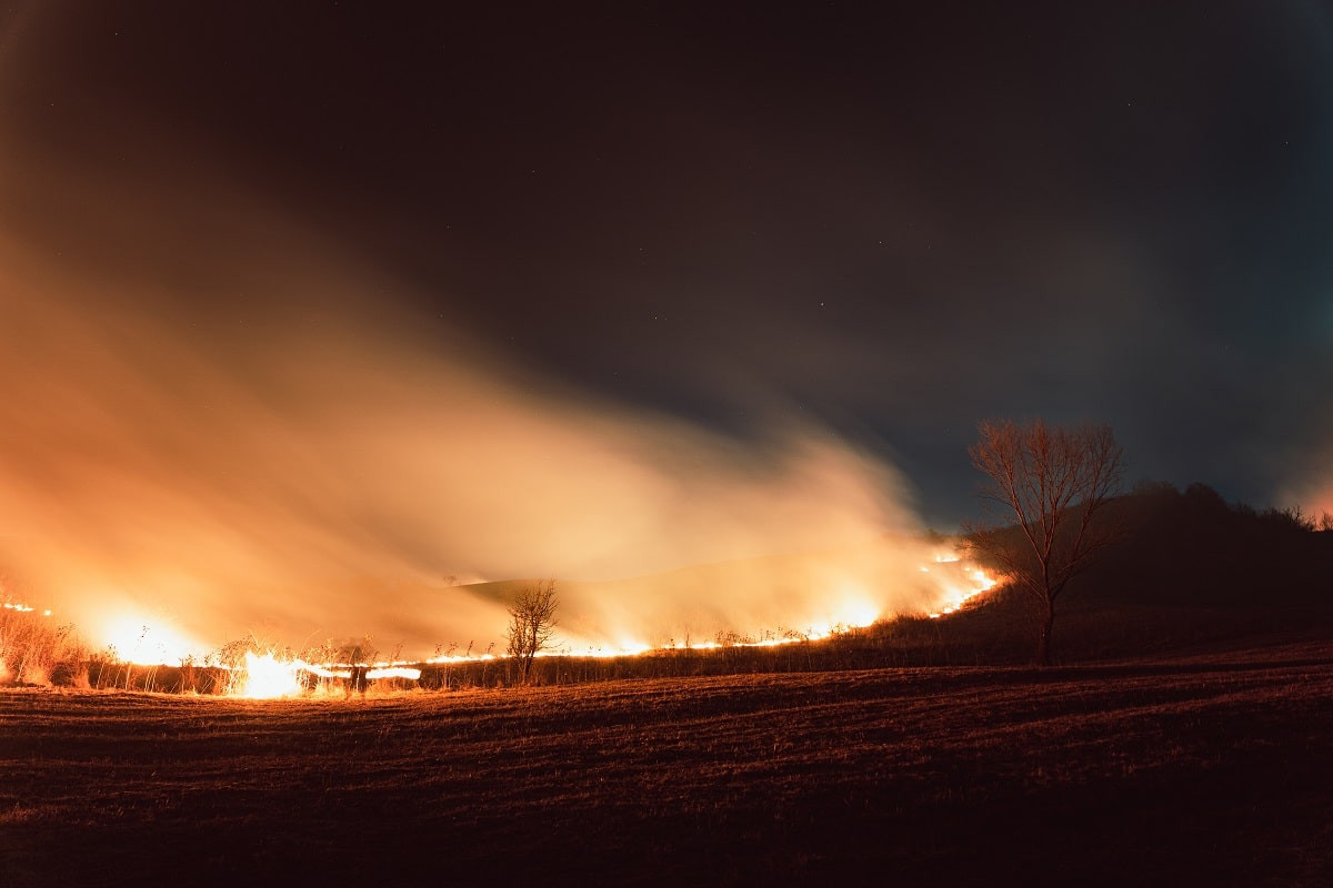 Семей орманы: выгорело еще 7 гектаров земли
