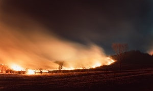 Семей орманы: выгорело еще 7 гектаров земли
