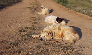 Держат сельчан в страхе: бродячие псы нападают на домашний скот