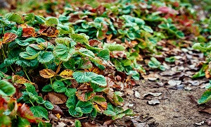 Алдағы күндері кей өңірде қар аралас жаңбыр жаууы мүмкін