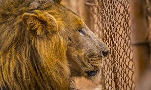 Домашний зоопарк обнаружили у жителя Туркестанской области