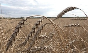 В СКО из-за дождей затягивается уборочная кампания