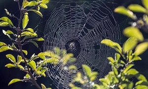 Нашествие пауков: жители Уральска жалуются на появление ядовитых членистоногих